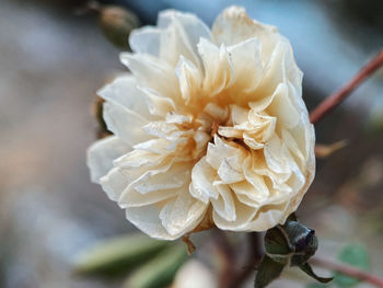 Close-up of white rose