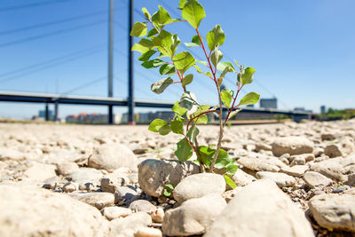 Close-up of plant growing on rock
