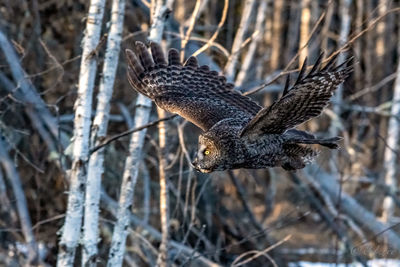 Bird flying in a forest