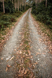 Surface level of road amidst trees in forest during autumn