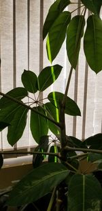 Close-up of potted plant by window at home