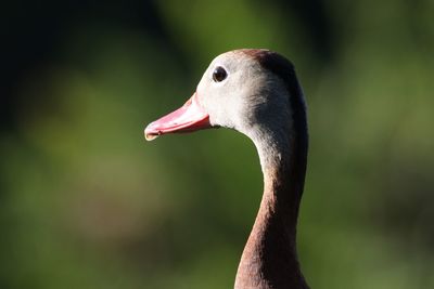 Close-up of swan