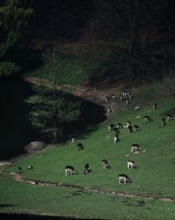 Flock of sheep grazing on field