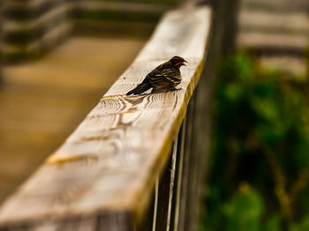 Close-up of bird perching on wood