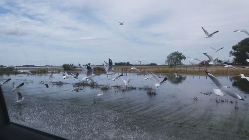 Birds flying over lake against sky