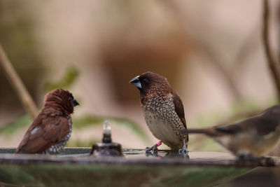 Spice finch lonchura punctulata bird perches on the edge of a bird bath.