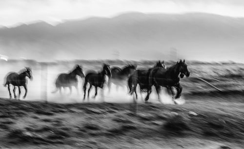 Horses running on landscape against sky