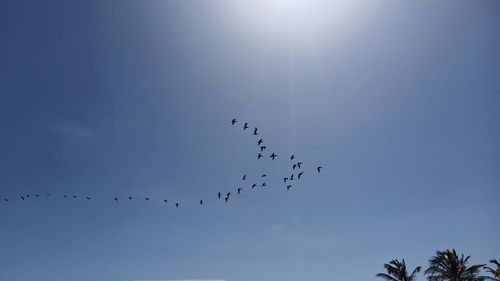 Low angle view of birds flying in sky