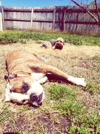 View of a dog relaxing on field