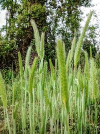 Close-up of plants growing in field