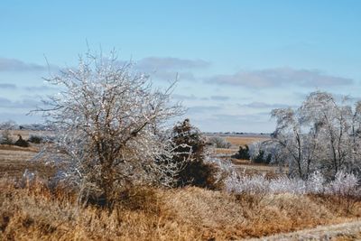 Bare trees on landscape against sky