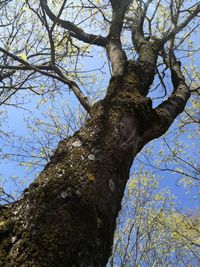 Low angle view of tree against sky