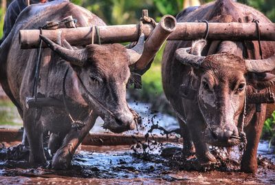 Close-up of bulls in water
