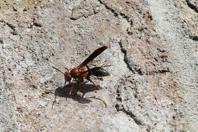 Close-up of insect on rock