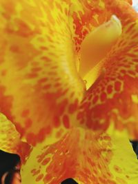 Close-up of yellow flower