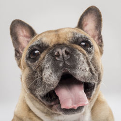 Close-up portrait of dog