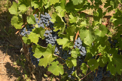 Close-up of grapes growing in vineyard