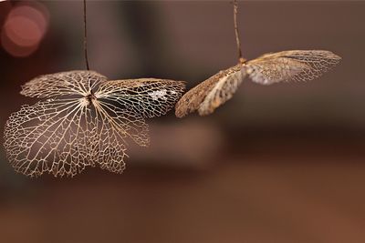 Close-up of plant