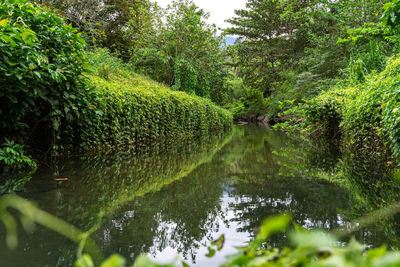 Scenic view of lake amidst trees in forest