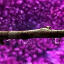 Close-up of water drops on purple leaf