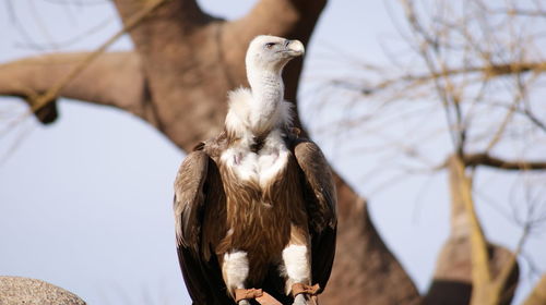 Close-up of bird perching on branch