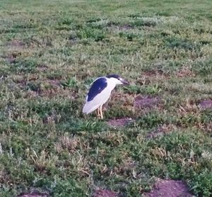 Birds on grassy field