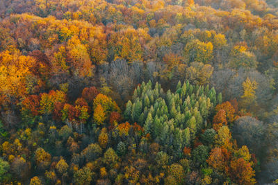 High angle view of trees in forest during autumn