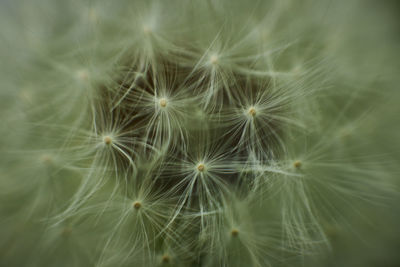 Close-up of dandelion on plant