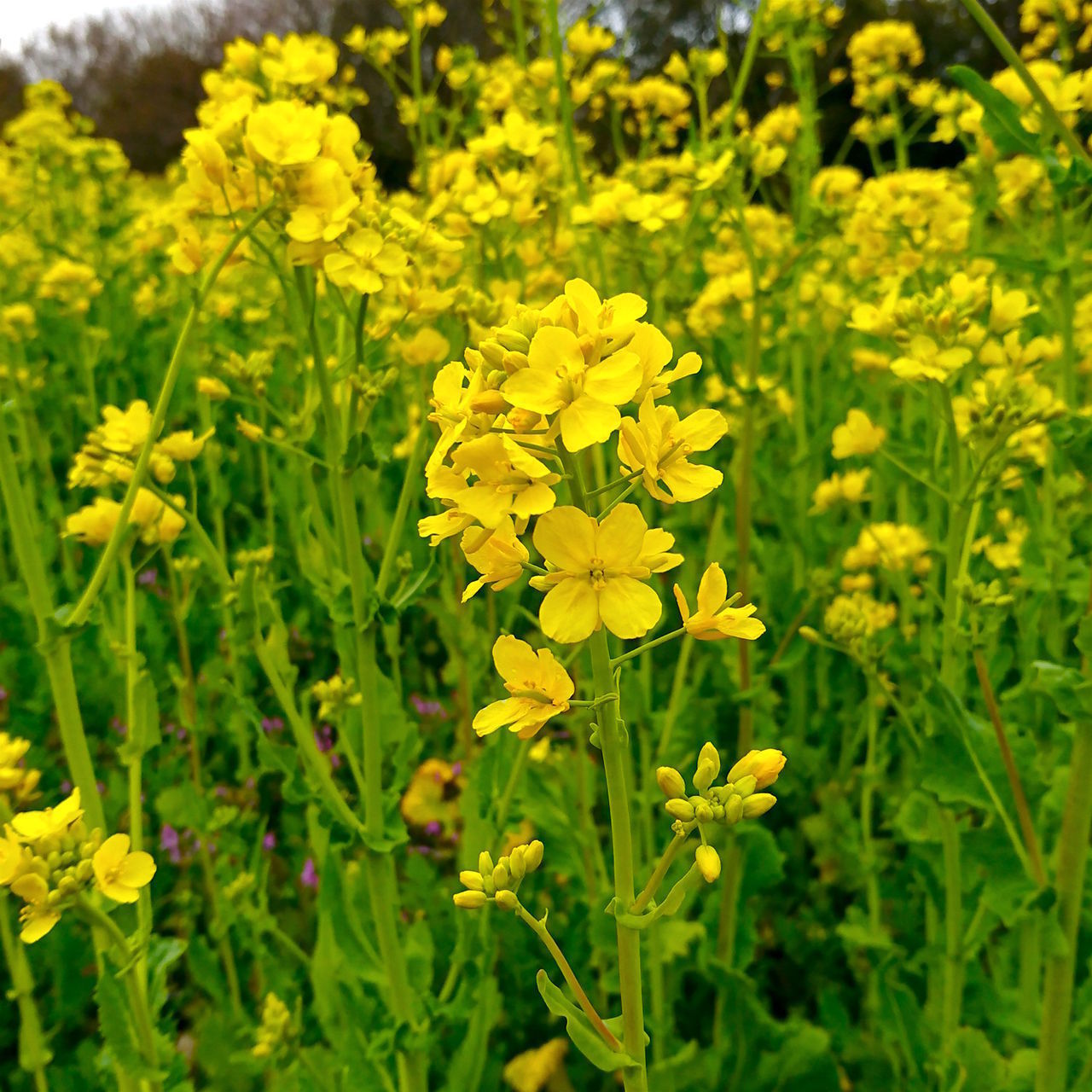 CLOSE-UP OF YELLOW FLOWERING PLANTS ON LAND