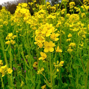 Close-up of yellow flowering plants on field