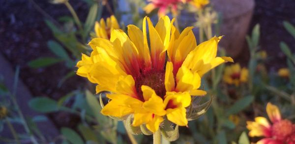 Close-up of yellow flower blooming outdoors