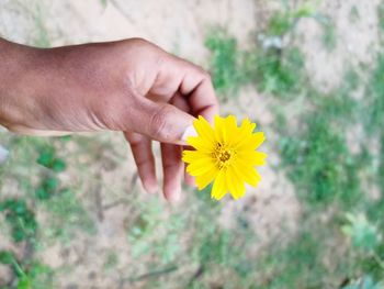 Close-up of hand holding yellow flower