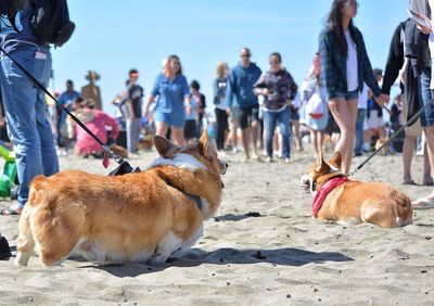 View of people with dogs