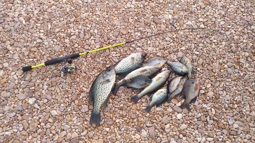 Close-up of fish on beach