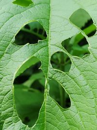 Close-up of green leaves