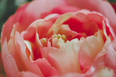 Close-up of pink rose