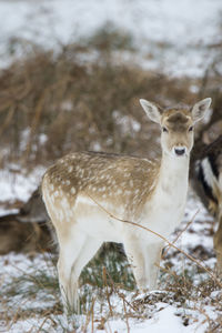 Close-up of deer on snow field