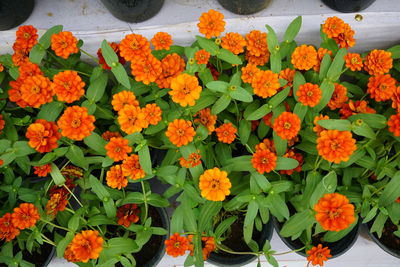 High angle view of marigold flowers blooming outdoors