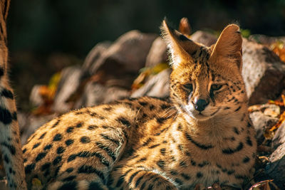 Close-up of a cat