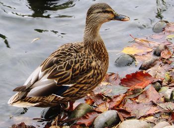 Duck swimming in lake