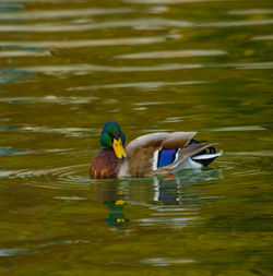 Duck swimming in lake