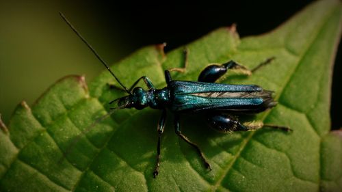 Beetle on a leave