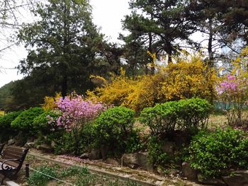 Flowers growing on tree