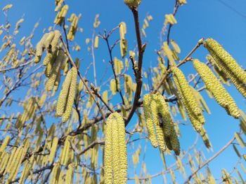 Low angle view of plant against clear blue sky