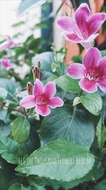 Close-up of pink flowers blooming outdoors