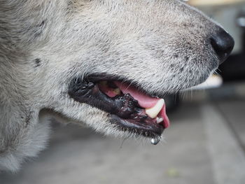 Close-up of a dog