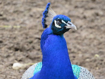 Close-up of a peacock