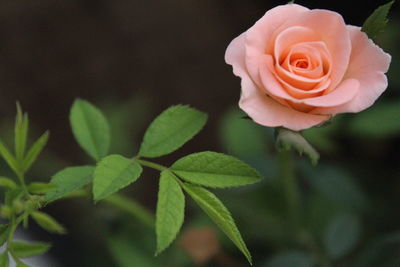 Close-up of flower