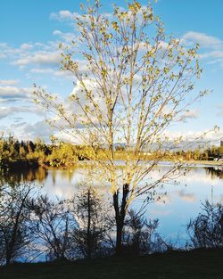 Tree by lake against sky