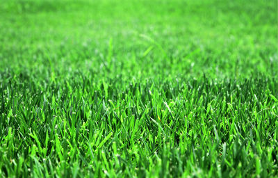 Close-up of grass in field